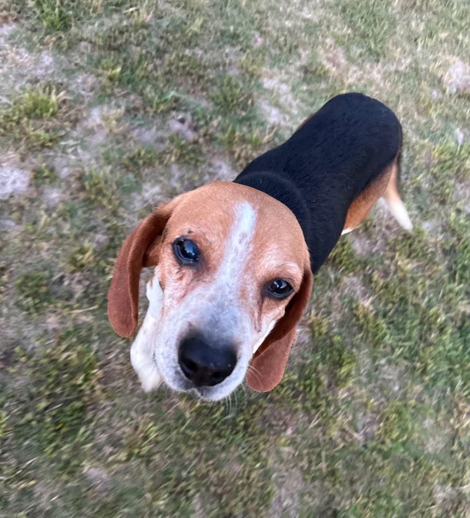 TriBeagles's tweet image. Adoptable beagle of the day-BOOKER! tribeagles.org/product/booker/