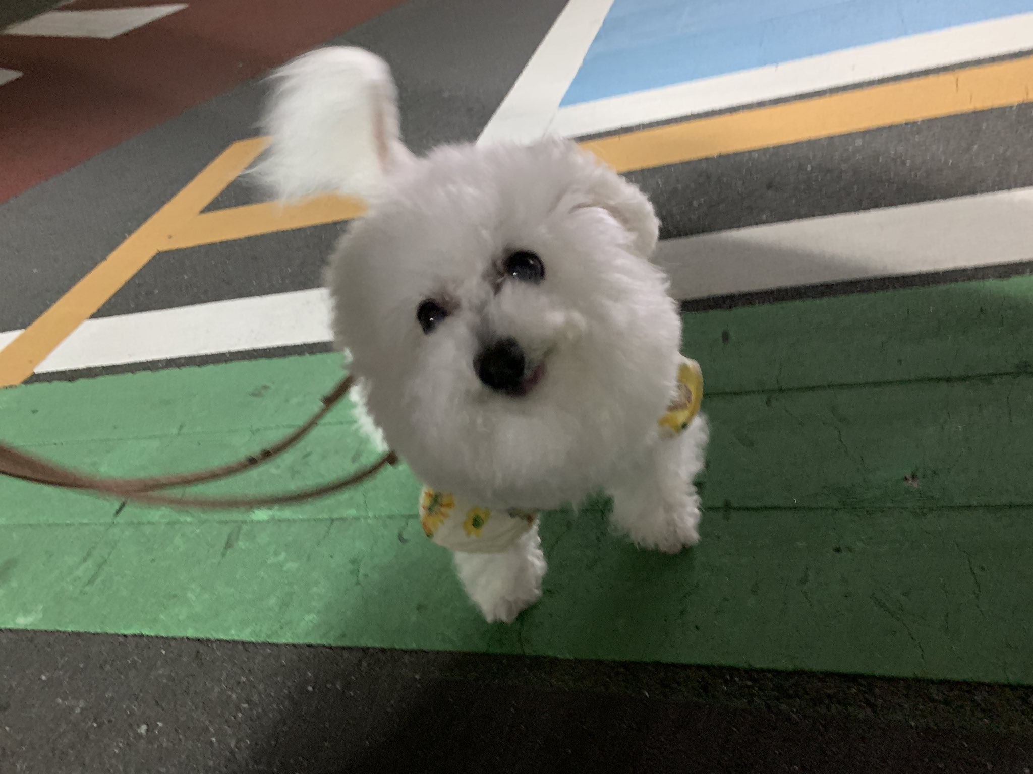 つかいふるしのいぬ maxresdefault.jpg