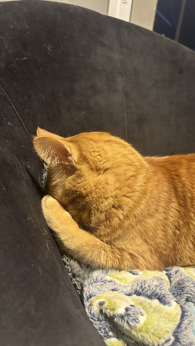 wtfmiu's tweet image. senhor por favor que amanhã venha bastante visitas pra eu morder amém