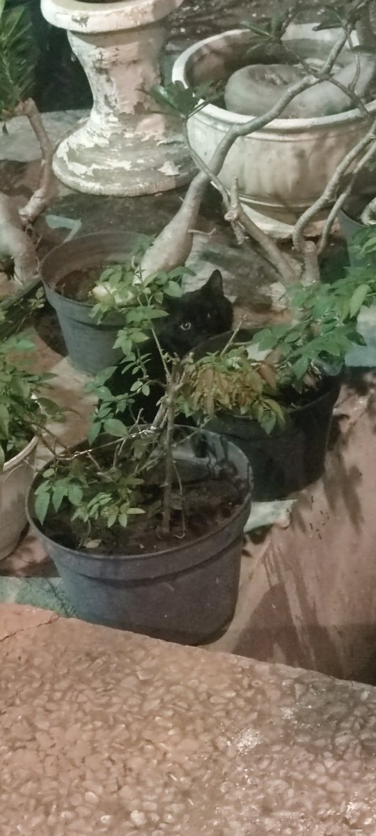 Sarasenia92's tweet image. Somehow M̶i̶s̶s̶ ̶C̶h̶r̶i̶s̶t̶i̶n̶e̶ this unknown black cat keeps visiting my house these past few days....😅
Don't know whether it's a stray or owned cat, but it looks very well-kept ✨