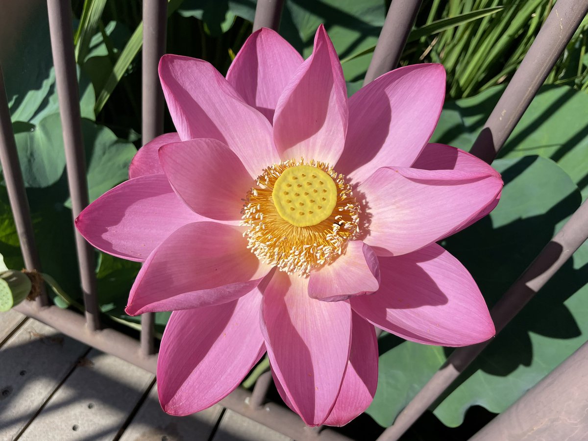 早起きして車を走らせ蓮池に。
「はんざき畑」を聴きながら歩きました。
花言葉は #清らかな心 #神聖 #休養  とのこと。蓮はとても神秘的に感じ、天国の娘に一番近づけるような気がします。
朝から半﨑さんの歌声と素晴らしい景色で心が浄化されました。
#はんざき畑　#半﨑美子 さん　#半崎美子 さん