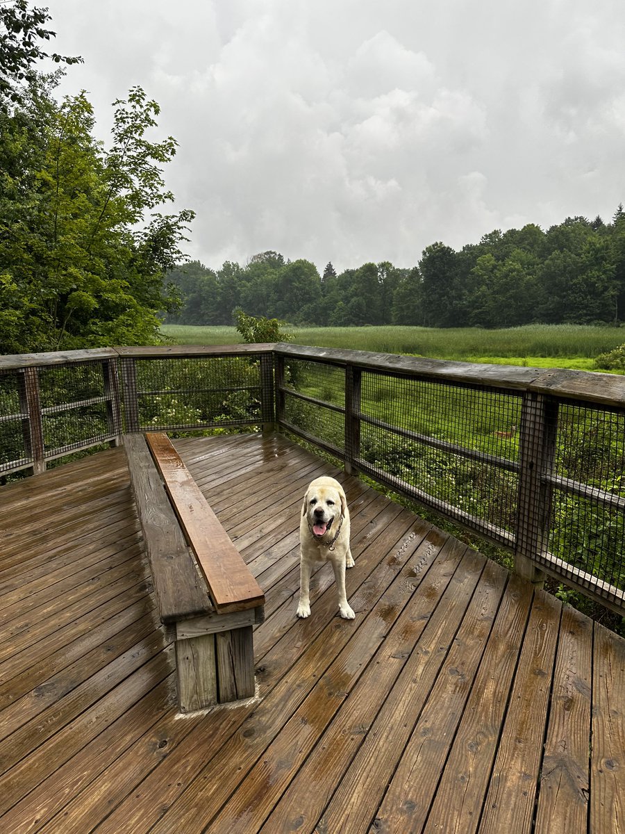 xvermonter61's tweet image. Raindrops keep falling on my head…🎶 I’m never gonna stop the rain by complaining! Happy Monday! #DogsofTwitter #GoodMonday