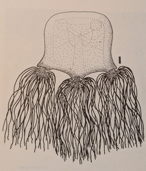 ESCONI's tweet image. Mazon Monday #278: Anthracomedusa turnbulli #fossils #paleontology #MazonMonday #MazonCreek #jellyfish #cniderian #pennsylvanian
esconi.org/esconi_earth_s…