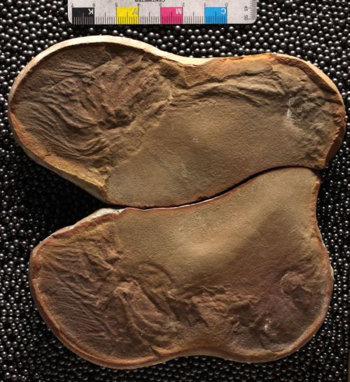 ESCONI's tweet image. Mazon Monday #278: Anthracomedusa turnbulli #fossils #paleontology #MazonMonday #MazonCreek #jellyfish #cniderian #pennsylvanian
esconi.org/esconi_earth_s…