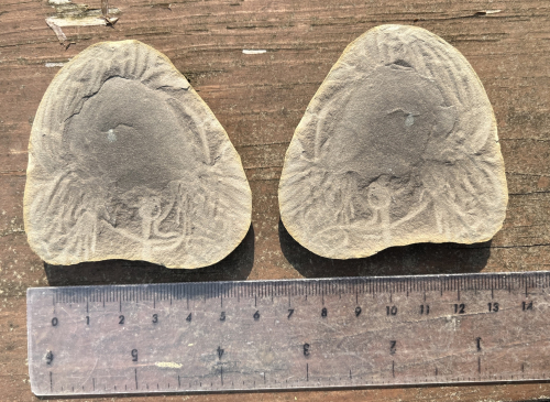 ESCONI's tweet image. Mazon Monday #278: Anthracomedusa turnbulli #fossils #paleontology #MazonMonday #MazonCreek #jellyfish #cniderian #pennsylvanian
esconi.org/esconi_earth_s…