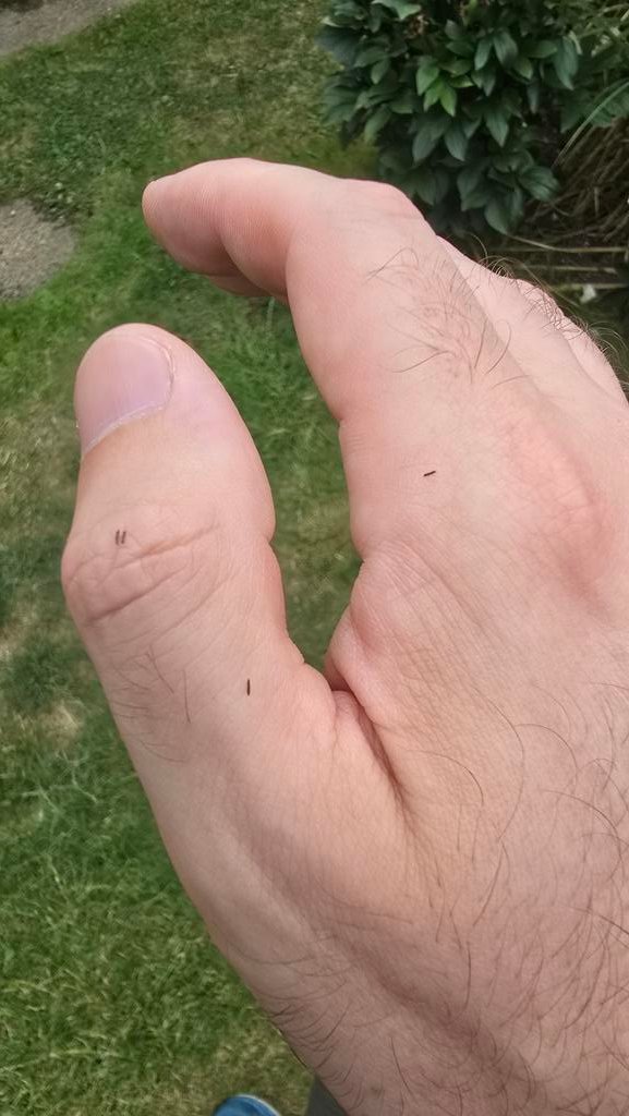 BehavingBeardly's tweet image. Anyone else in the UK getting COVERED in these little bugs whenever you step outside...
Feel like im constantly crawling with them!
Been happening for a few weeks now... doing my head in 🤣