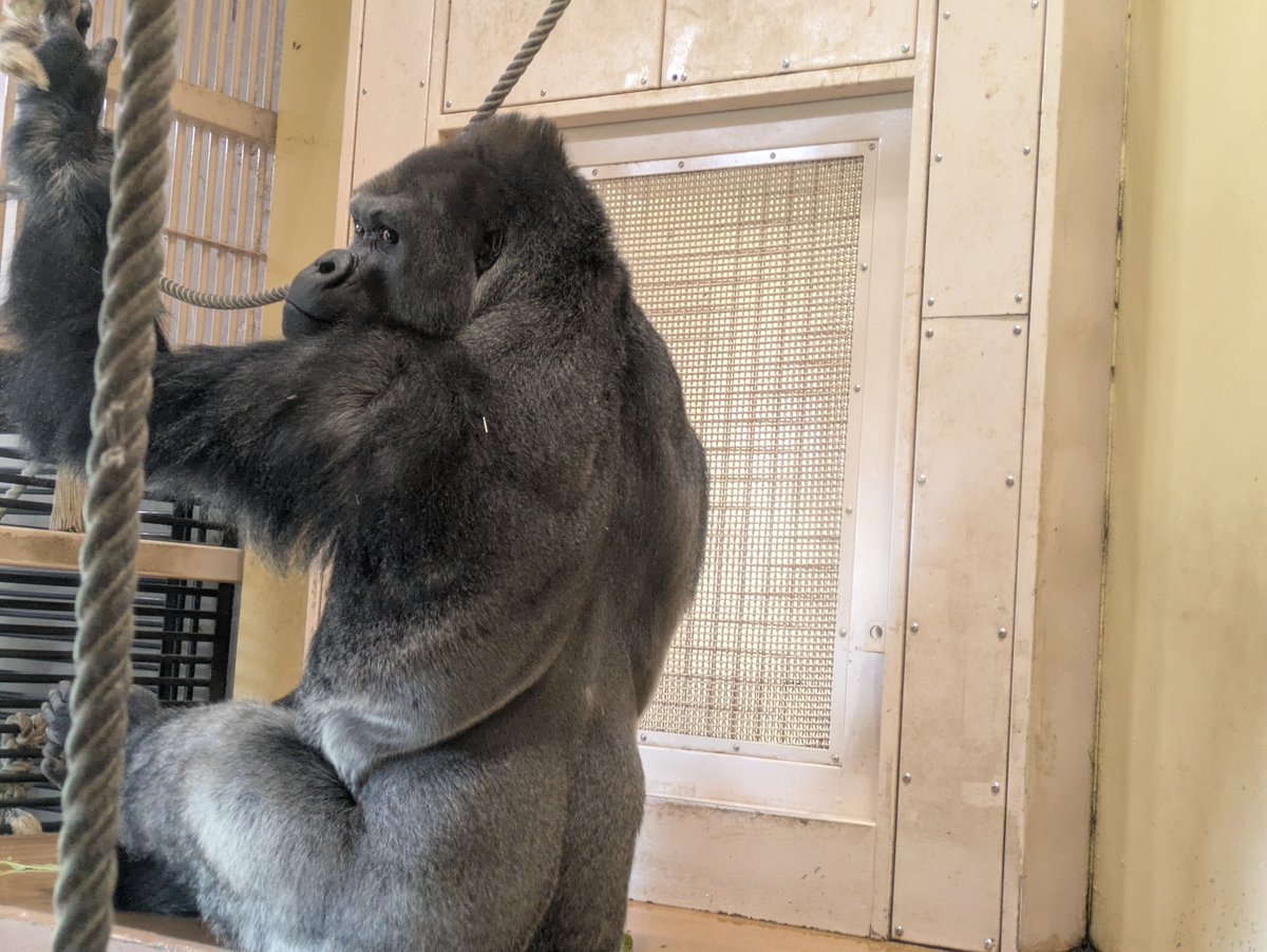 力強く美しい背中を見せるシャバーニ 成熟したゴリラのオスはこのよう