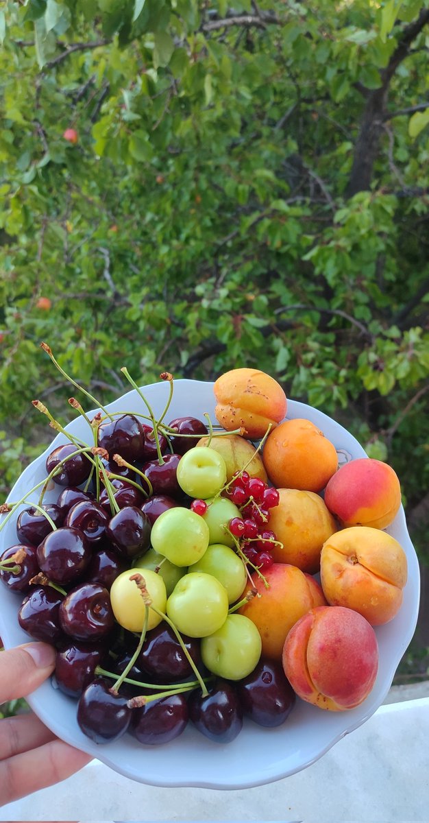 Bahçeden meyve toplamak büyük nimet🙏