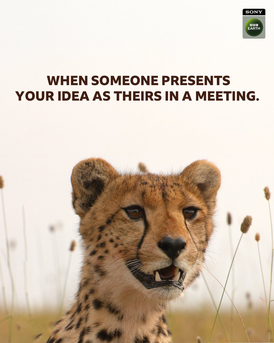 In the wild, claiming territory is survival.
In meetings, it’s... a bit more subtle. 

#SBBCE #SonyBBCEarth #FeelAlive #Meme