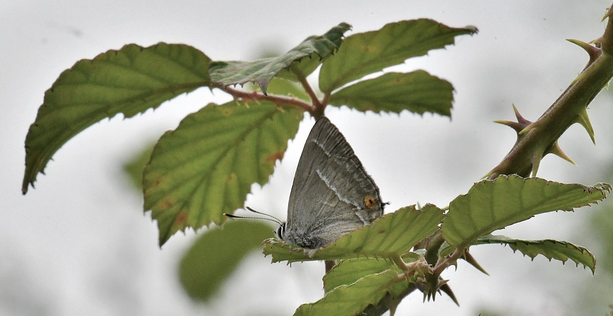Robert Quadling🦋 (@eastengland2014) on Twitter photo 14/7/25 SWT Carlton Marshes Watching a Purple Hairstreak for around 2 hrs on Bramble this morning. <a href="/SWT_NE_Reserves/">Suffolk Wildlife Trust North East Reserves</a> <a href="/suffolkwildlife/">SuffolkWildlifeTrust</a> <a href="/BC_Suffolk/">BC Suffolk Branch</a> 14/7/25 SWT Carlton Marshes Watching a Purple Hairstreak for around 2 hrs on Bramble this morning. <a href="/SWT_NE_Reserves/">Suffolk Wildlife Trust North East Reserves</a> <a href="/suffolkwildlife/">SuffolkWildlifeTrust</a> <a href="/BC_Suffolk/">BC Suffolk Branch</a>