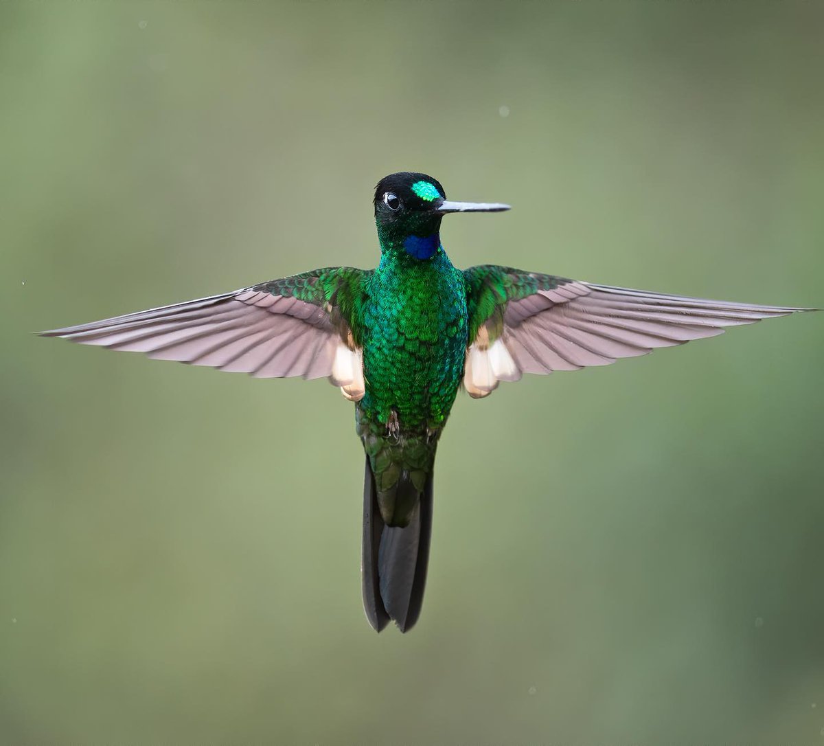 Buff-winged Starfontlet, Colombia

📷: suraj_ramamurthy (Instagram) ©️🇨🇴

#photos #Beauty