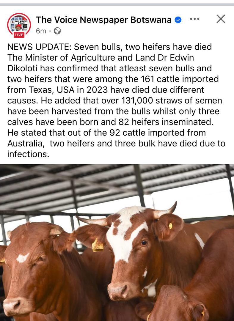 MeatmasterBW's tweet image. 131,000 Semen straws tapped so far with only 4000 bought by Farmers to date. This 👇🏾 is going to be a very long journey for Botswana Farmers Oh, mind you with around 350,000 straws already in our AI storage. . 🤓 I strongly believe we are going to need to overhaul our whole…