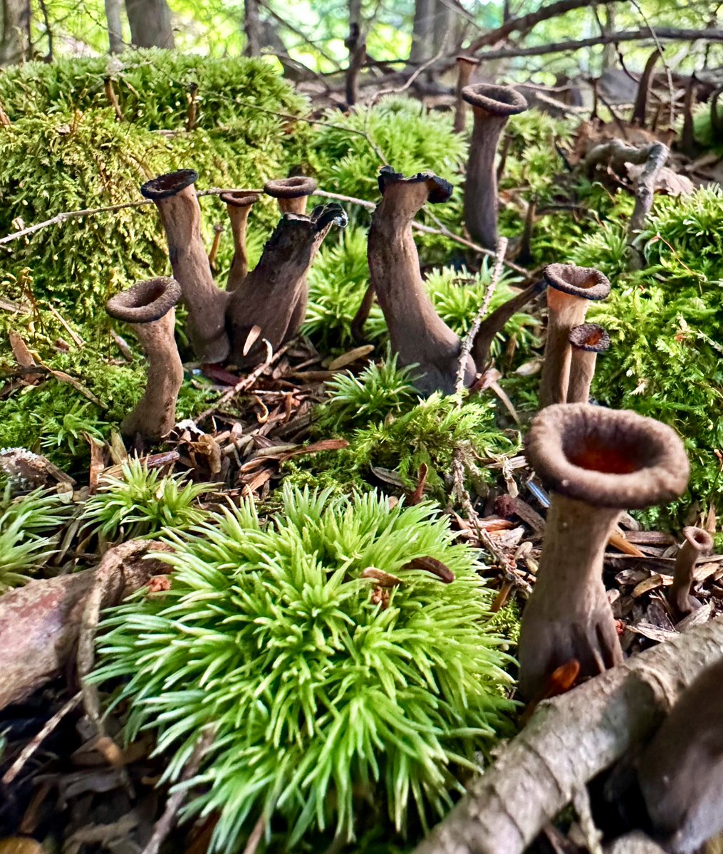 ikar0sc's tweet image. Toot your own horn 🎶

#MushroomMonday
#MushroomOfTheday