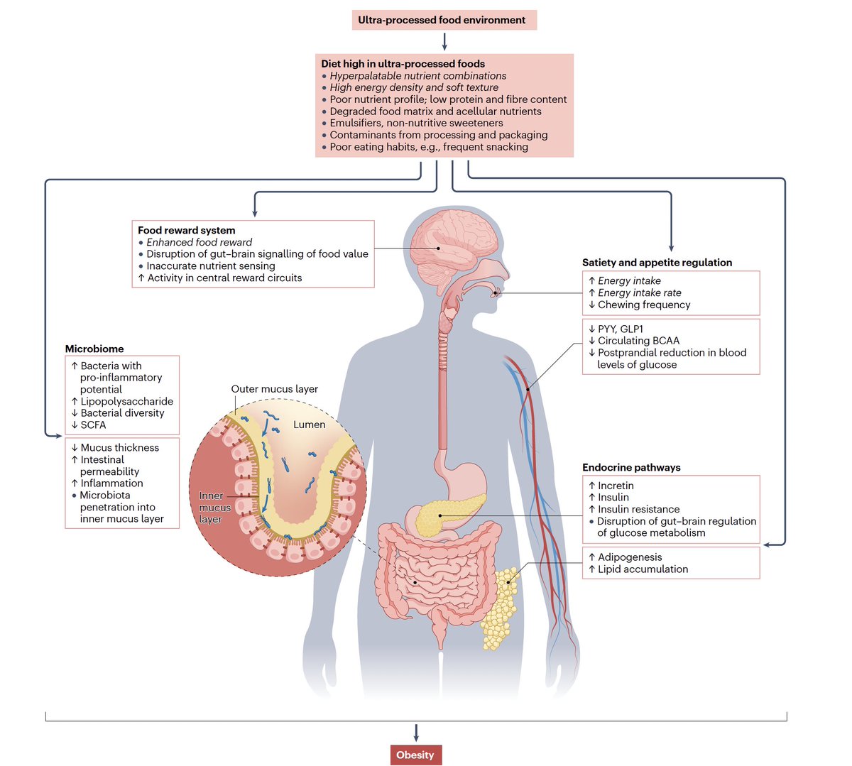 The mechanisms by which ultra-processed foods (UPF) drive obesity, an outstanding review article
"the evidence is sufficiently strong to justify immediate public health efforts to reduce UPF consumption."
nature.com/articles/s4157…