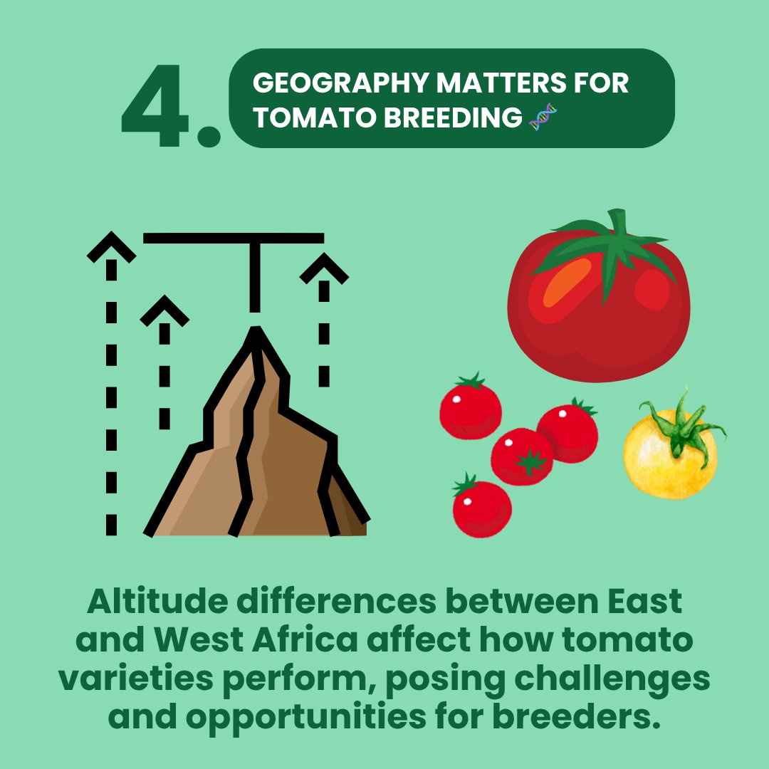 CGIAR Breeding for Tomorrow (@cgiarbreeding) on Twitter photo 🍅🌶️Tomatoes & peppers are vital to diets & economies in #Africa & #Asia. <a href="/WorldVegCenter/">World Vegetable Center (WorldVeg)</a> & <a href="/CGIAR/">CGIAR</a> are teaming up to breed the next-gen varieties!
🔎A new #MarketIntelligence brief maps out tomato & pepper market segments in Africa
📄 Read: hdl.handle.net/10568/174902 Highligths ⤵️ 🍅🌶️Tomatoes & peppers are vital to diets & economies in #Africa & #Asia. <a href="/WorldVegCenter/">World Vegetable Center (WorldVeg)</a> & <a href="/CGIAR/">CGIAR</a> are teaming up to breed the next-gen varieties!
🔎A new #MarketIntelligence brief maps out tomato & pepper market segments in Africa
📄 Read: hdl.handle.net/10568/174902 Highligths ⤵️