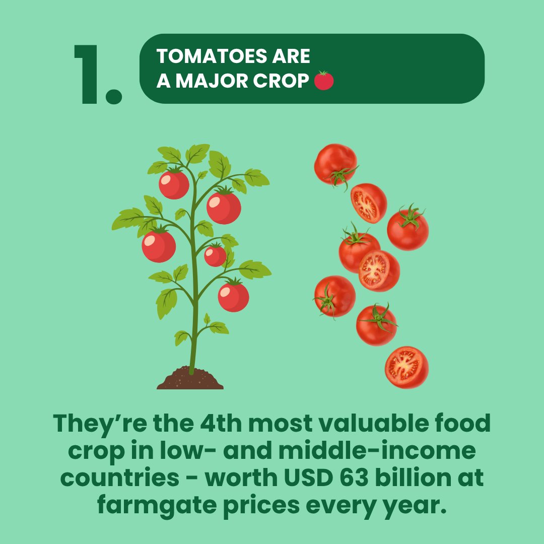 CGIARbreeding's tweet image. 🍅🌶️Tomatoes & peppers are vital to diets & economies in #Africa & #Asia. @WorldVegCenter & @CGIAR are teaming up to breed the next-gen varieties!
🔎A new #MarketIntelligence brief maps out tomato & pepper market segments in Africa
📄 Read: hdl.handle.net/10568/174902 Highligths ⤵️