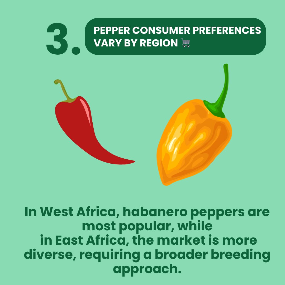 CGIARbreeding's tweet image. 🍅🌶️Tomatoes & peppers are vital to diets & economies in #Africa & #Asia. @WorldVegCenter & @CGIAR are teaming up to breed the next-gen varieties!
🔎A new #MarketIntelligence brief maps out tomato & pepper market segments in Africa
📄 Read: hdl.handle.net/10568/174902 Highligths ⤵️