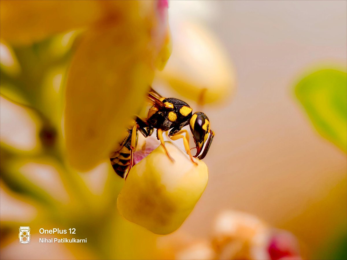 Nihal patilkulkarni (@nihalpatilkulka) on Twitter photo A beautiful Potter Wasp
📍 Tolankere Hubballi
<a href="/3d_india/">ℍ𝕚𝕥esh</a> <a href="/8ntmuch/">Garrick</a> #IndiAves
<a href="/akcozm/">özlem✨️</a> <a href="/Akiliense/">Richard Summerbell</a> <a href="/IndiAves/">IndiAves</a> <a href="/AMAZlNGNATURE/">Nature is Amazing ☘️</a> <a href="/Snapdragon/">Snapdragon</a> <a href="/OnePlus_IN/">OnePlus India</a> <a href="/DMiller52325459/">D Miller</a>
<a href="/DeccanHerald/">Deccan Herald</a> <a href="/hublimandi/">Hubballi Dharwad</a> <a href="/Namma_HD/">ನಮ್ಮ ಹುಬ್ಬಳ್ಳಿ-ಧಾರವಾಡ💛❤️Namma Hubballi-Dharwad</a> <a href="/Tourism_HD/">Discover HubballiDharwad ಧಾರವಾಡ ಮಳೆನಾಡಿನಹೆಬ್ಬಾಗಿಲು</a> <a href="/HubballiTimes/">𝐇𝐔𝐁𝐁𝐀𝐋𝐋𝐈 𝐓𝐈𝐌𝐄𝐒</a> <a href="/SachinAcharya/">Sachin Acharya🇳🇵✨️</a> A beautiful Potter Wasp
📍 Tolankere Hubballi
<a href="/3d_india/">ℍ𝕚𝕥esh</a> <a href="/8ntmuch/">Garrick</a> #IndiAves
<a href="/akcozm/">özlem✨️</a> <a href="/Akiliense/">Richard Summerbell</a> <a href="/IndiAves/">IndiAves</a> <a href="/AMAZlNGNATURE/">Nature is Amazing ☘️</a> <a href="/Snapdragon/">Snapdragon</a> <a href="/OnePlus_IN/">OnePlus India</a> <a href="/DMiller52325459/">D Miller</a>
<a href="/DeccanHerald/">Deccan Herald</a> <a href="/hublimandi/">Hubballi Dharwad</a> <a href="/Namma_HD/">ನಮ್ಮ ಹುಬ್ಬಳ್ಳಿ-ಧಾರವಾಡ💛❤️Namma Hubballi-Dharwad</a> <a href="/Tourism_HD/">Discover HubballiDharwad ಧಾರವಾಡ ಮಳೆನಾಡಿನಹೆಬ್ಬಾಗಿಲು</a> <a href="/HubballiTimes/">𝐇𝐔𝐁𝐁𝐀𝐋𝐋𝐈 𝐓𝐈𝐌𝐄𝐒</a> <a href="/SachinAcharya/">Sachin Acharya🇳🇵✨️</a>