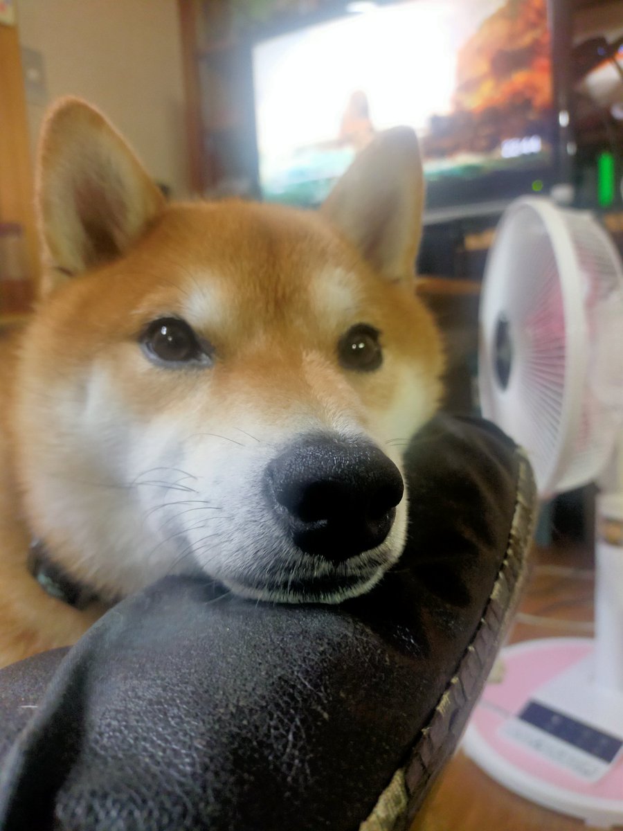 寝るよん