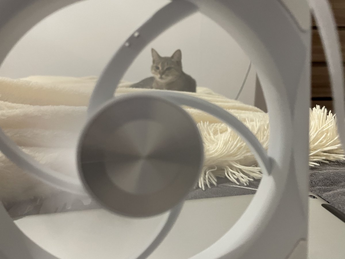 где кошцка спрятался