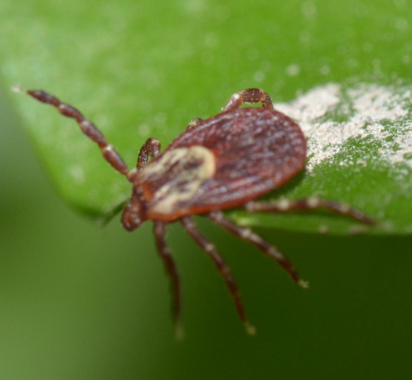 Toronto Bruce Trail tweet media