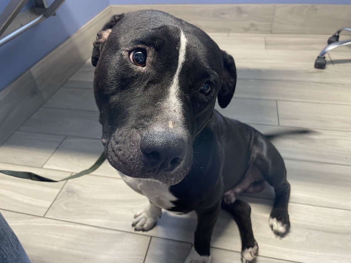 🧵 1: My husband got to work last week &amp; this poor guy was laying by the gate. He went to the neighbors &amp; was told a car dropped him. Hubs said he was a sweetheart &amp; just followed him in the yard. They took him to the vet.