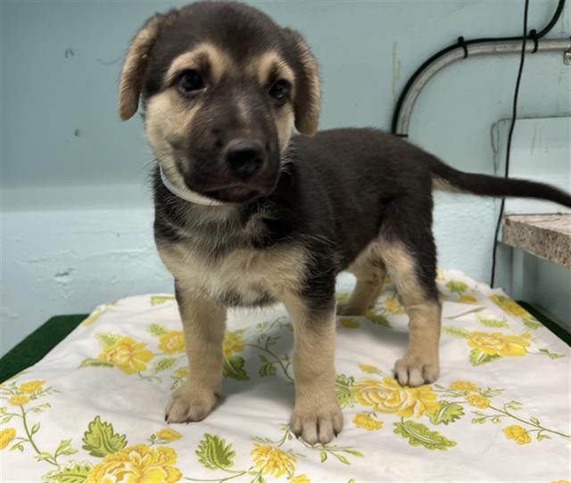 #A5705585
Female, black and tan German Shepherd Dog
10 weeks old.
PetHarbor.com/pet.asp?uaid=L…