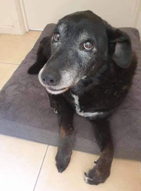 Old dog should not be abandoned, Old dog need love 🙌🏻.😍