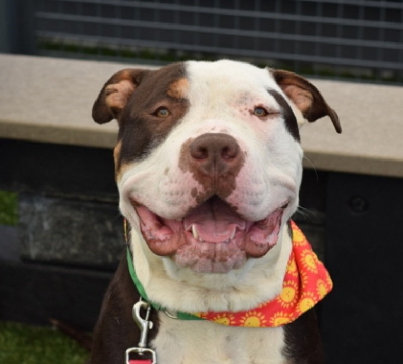 💔Moon💔
#NYCACC #227943 2y
▪️Relisted TBK: 7/15💉 

Precious sweetie's💔, arrived  stray.
But that's not getting this big, beautiful, gentle giant down!
Bouncy, social, treat motivated.
See great vid in reply.
Needs loving, N.East #Foster, 4 routine, 2 simply thrive.
He's dying