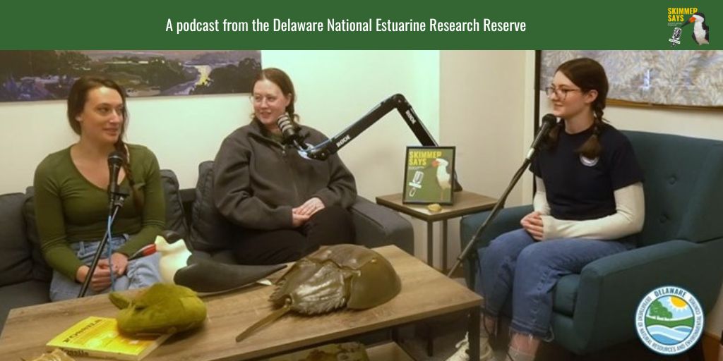 Environmental Scientist Taylor Beck talks about horseshoe crabs on this edition of DNERR’s podcast, Skimmer Says. Watch it on YouTube. youtu.be/jeENhvAkolI