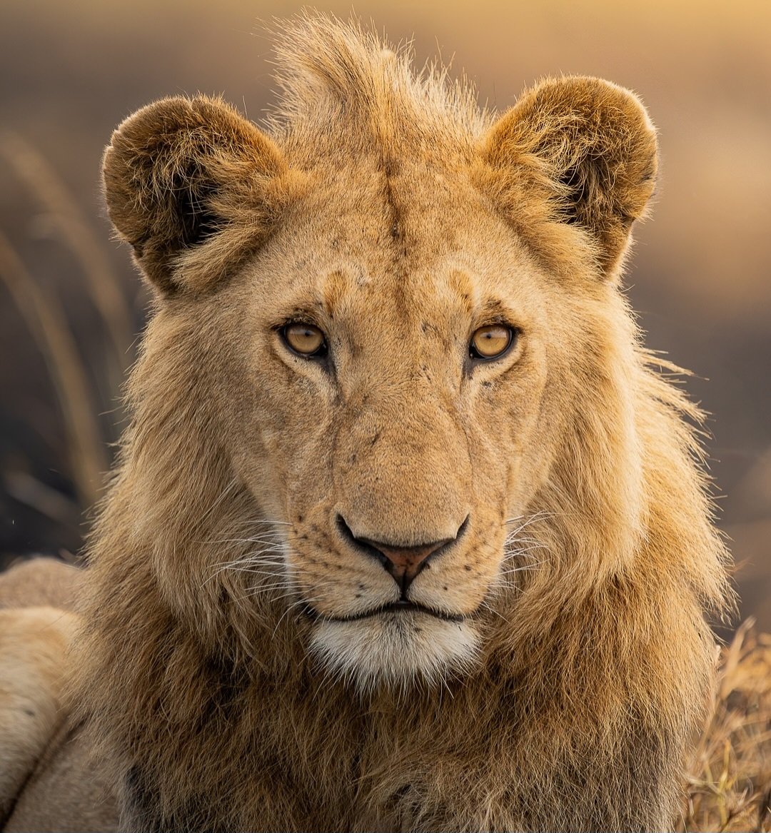 susmeds71's tweet image. What a stunner he is ⭐️🦁⭐️
... and the future has a name... 
Kidong'oe young male [son of Olobor 🔥] in the Rongai Rockers pride 🧡
(📷 Miguell Belido López - IG post) 
#lovelions