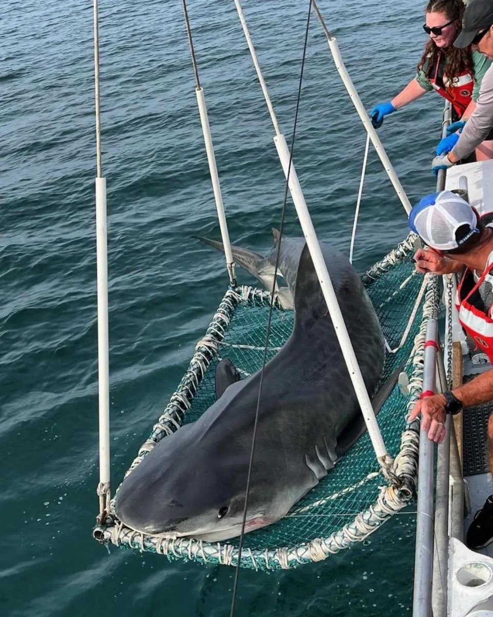Since 1973, VIMS has tracked over 8,000 sharks in the world’s longest fishery-independent study. From 13-foot tiger sharks to decades-long recaptures, the data is changing how we protect sharks.

Read more: padi.co/sk94n7sd

🖊 Dr. David Shiffman