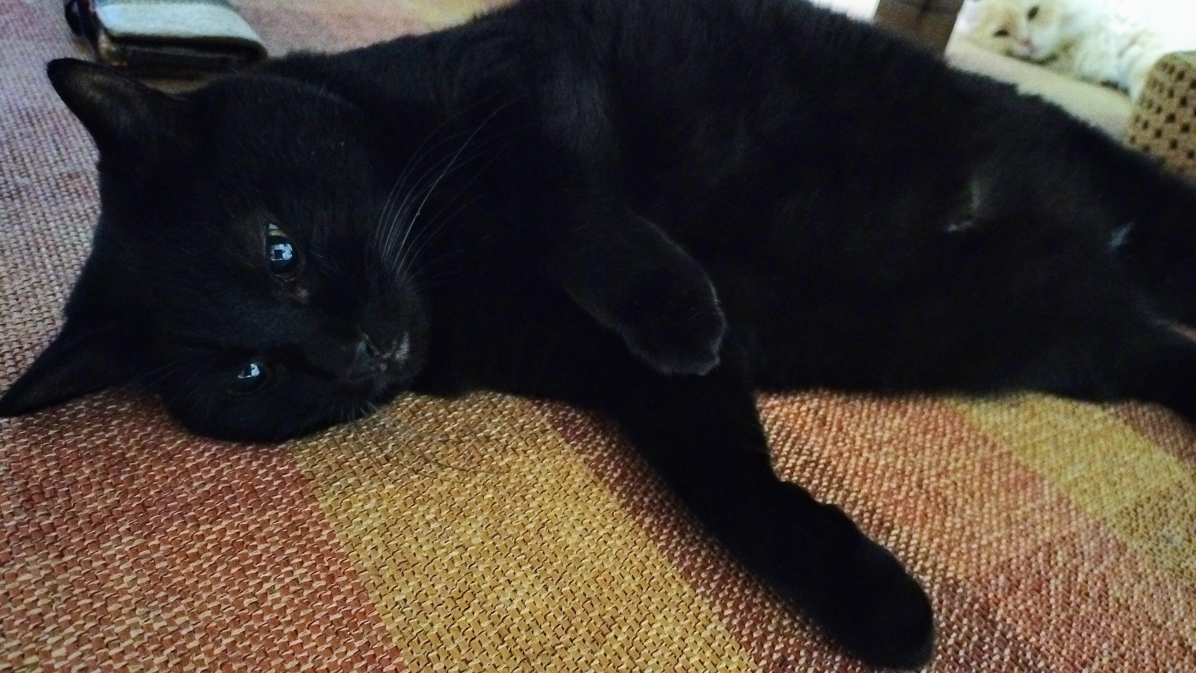 黒猫ちゃん　おめでとう ねこちゃんず on X: 