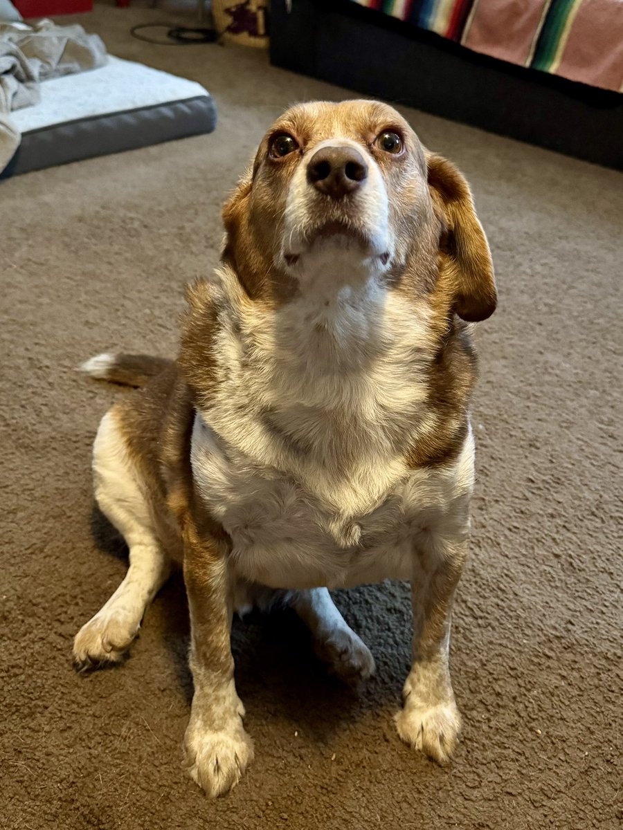 Mac is our reluctant Alpha Dog,
we suspect he assumed the role cause he didn’t want Sister Poppy to be boss.

Mostly Mac’s leadership style is-
“well what do you expect me to do about it?”

Under Mac’s leadership 
the daily perimeter check hasn’t been done in 9 months 

#beagle