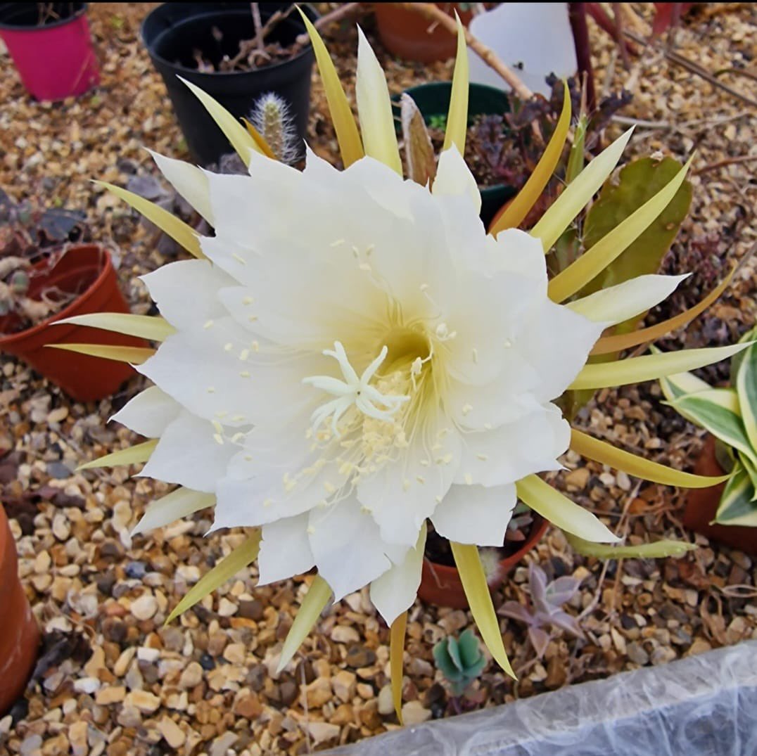 Liverpool Botanical Trust tweet media