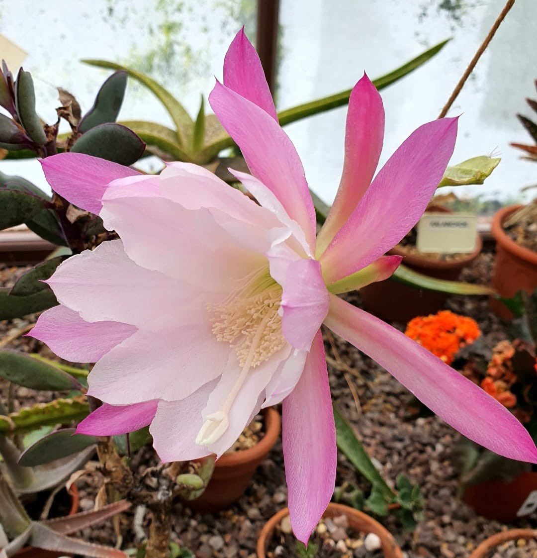 Liverpool Botanical Trust tweet media