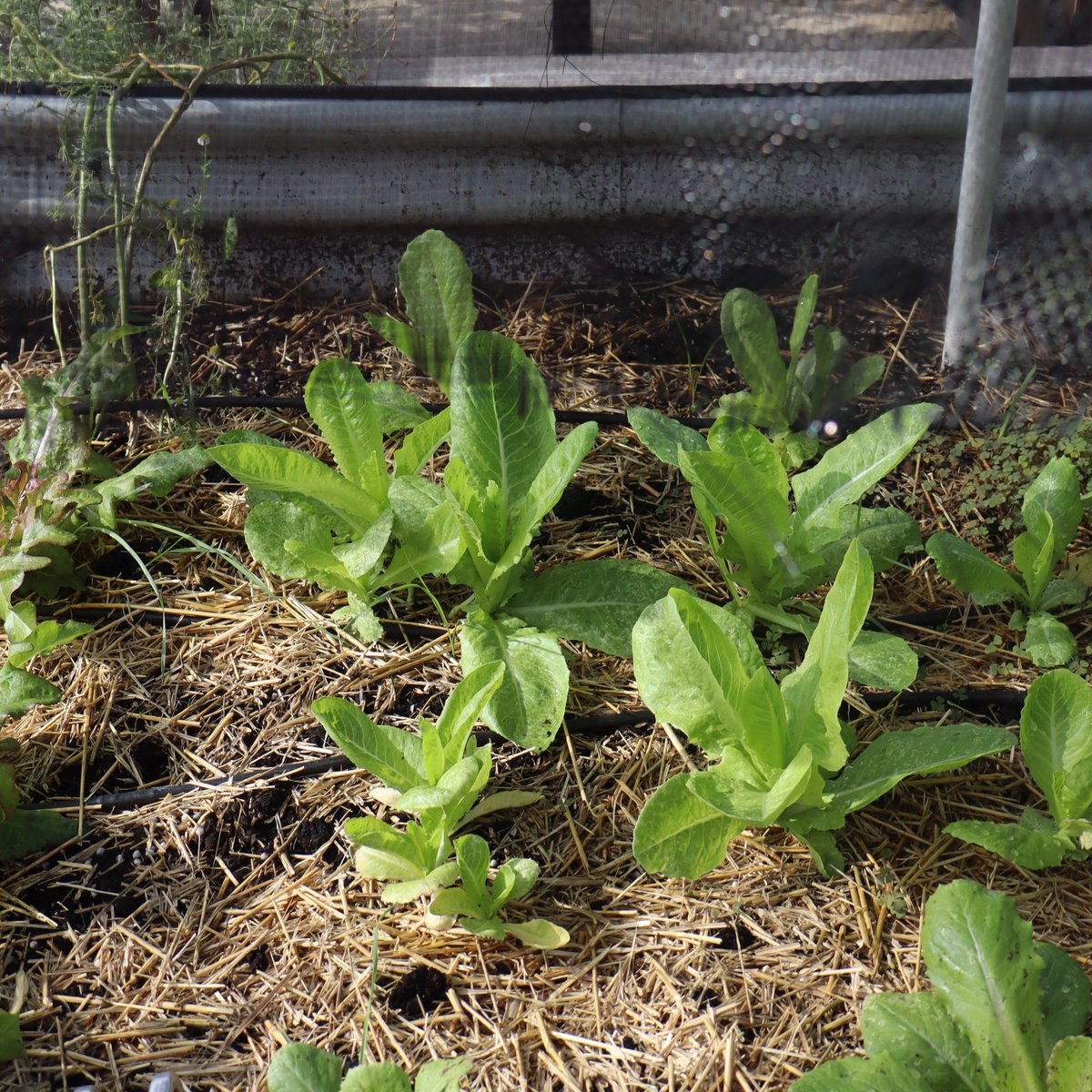 KitchenGardensX's tweet image. Have we been lied to?
"You can't grow lettuce in summer, foolish gardener!" --- says the commercial lettuce growers lobby.
Mendacity. Pure lies.
I took this photo 20 minutes ago in my kitchen garden in hot Tennessee where my lettuces are starting to get to size --- in a couple…