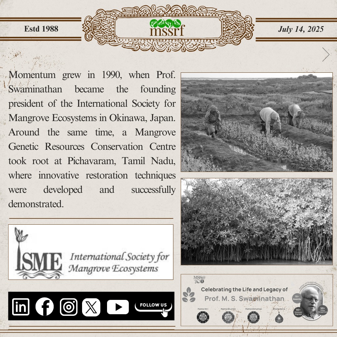 mssrf's tweet image. #MilestoneMonday
Celebrating the centenary of Prof. M.S. Swaminathan with a tribute to a vital legacy — mangrove conservation.
As early as the 1990s, Prof. Swaminathan through the M.S. Swaminathan Research Foundation (MSSRF), pioneered community-led mangrove conservation in…