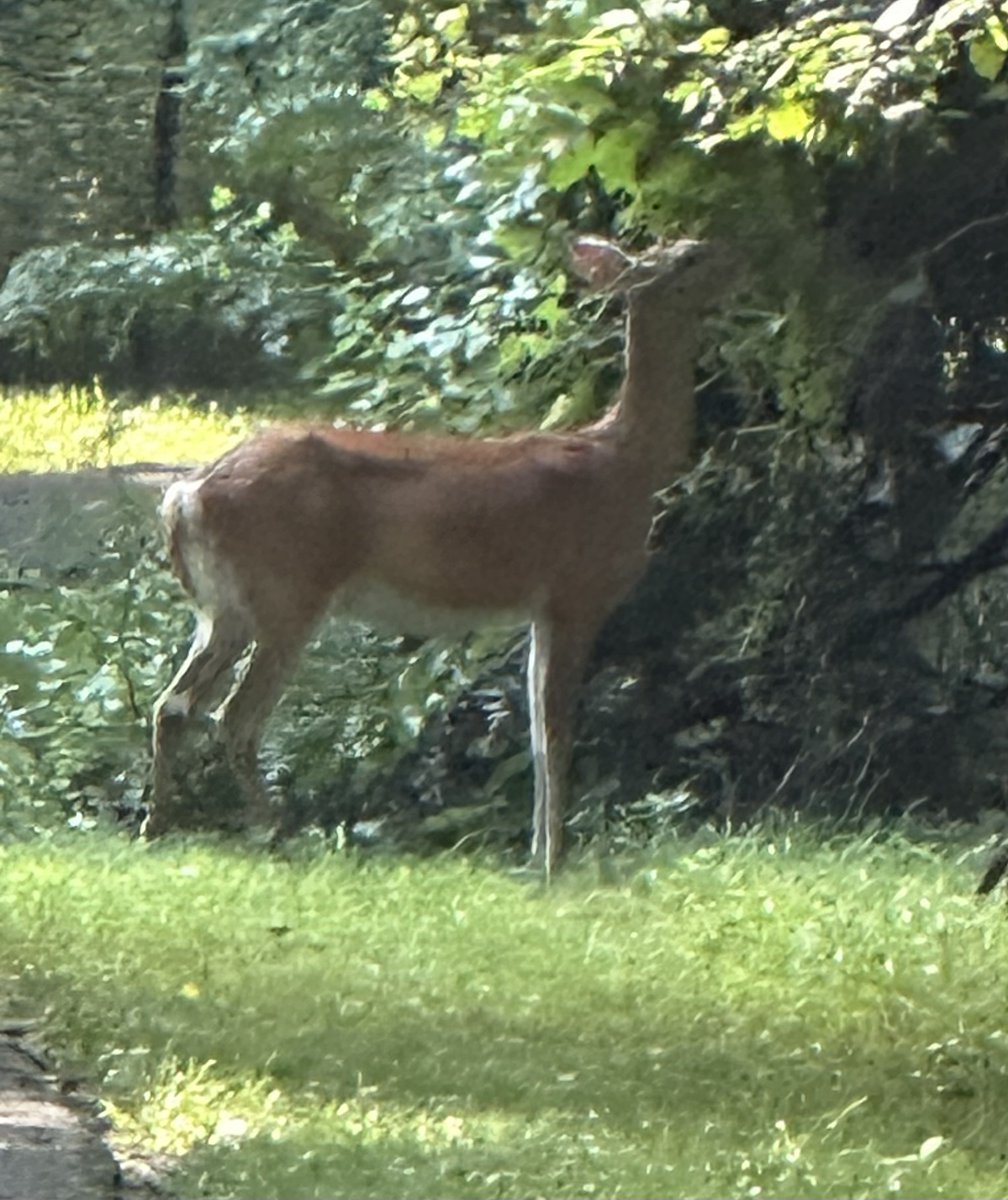 This guy (or gal) was out grazing this morning while we were on our walk.