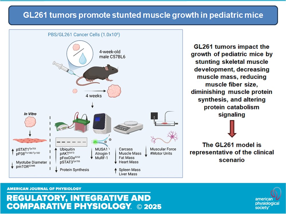 AJPRegu's tweet image. 📃GL261 glioblastoma induces delayed body weight gain and stunted skeletal muscle growth in young mice (Joshua R. Huot et al.)
ow.ly/K8e250WlSXE
@A_Bonetto_PhD #glioblastoma #cachexia