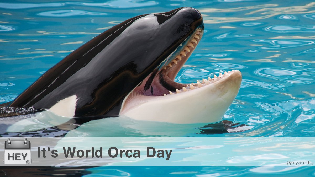 HeyWhatDay's tweet photo. It's World Orca Day!
#WorldOrcaDay #Orca #OrcaDay https://t.co/KdCgEfvOqn