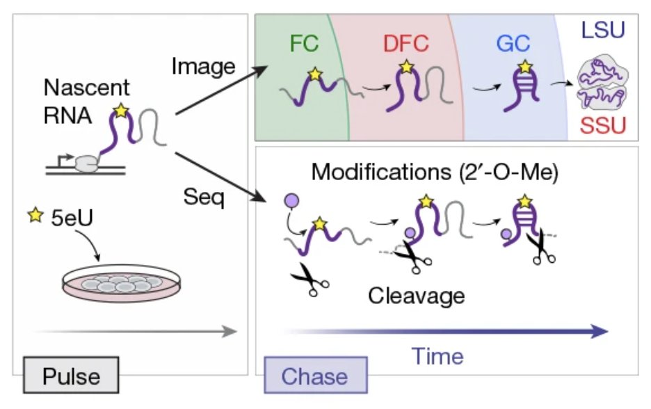 Lasker Foundation (@laskerfdn) on Twitter photo Combining sequencing and imaging, <a href="/sofiquinodoz/">Sofi Quinodoz</a> maps the spatiotemporal dynamics of rRNA processing, demonstrating how rRNA serves as both a scaffold and a substrate for the nucleolus—a multiphase, liquid-like structure. nature.com/articles/s4158… <a href="/brangwynnelab/">brangwynnelab</a> <a href="/omenndarlingbio/">Omenn-Darling Bioengineering Institute</a> Combining sequencing and imaging, <a href="/sofiquinodoz/">Sofi Quinodoz</a> maps the spatiotemporal dynamics of rRNA processing, demonstrating how rRNA serves as both a scaffold and a substrate for the nucleolus—a multiphase, liquid-like structure. nature.com/articles/s4158… <a href="/brangwynnelab/">brangwynnelab</a> <a href="/omenndarlingbio/">Omenn-Darling Bioengineering Institute</a>
