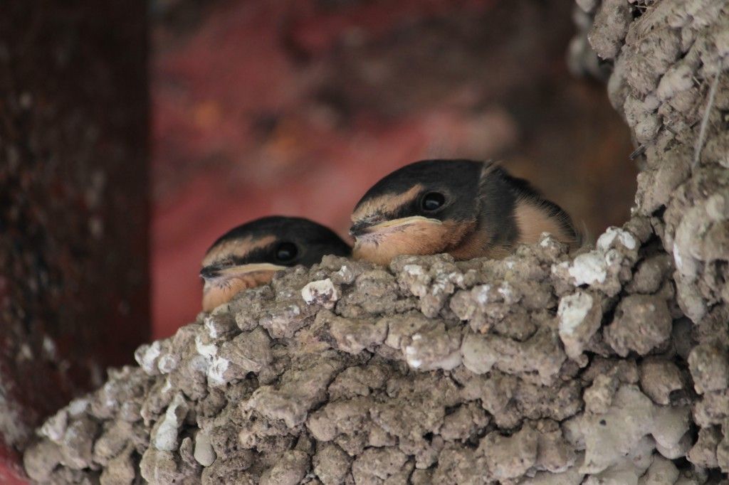 Cliff Swallows will sometimes build nests directly onto vertical walls! They gather mud in their bills along streambanks, and bring them back to mold into place. The resulting nest contains 900–1,200 individual mud pellets! Do Cliff Swallows nest near you?

📷: Beth Galligan