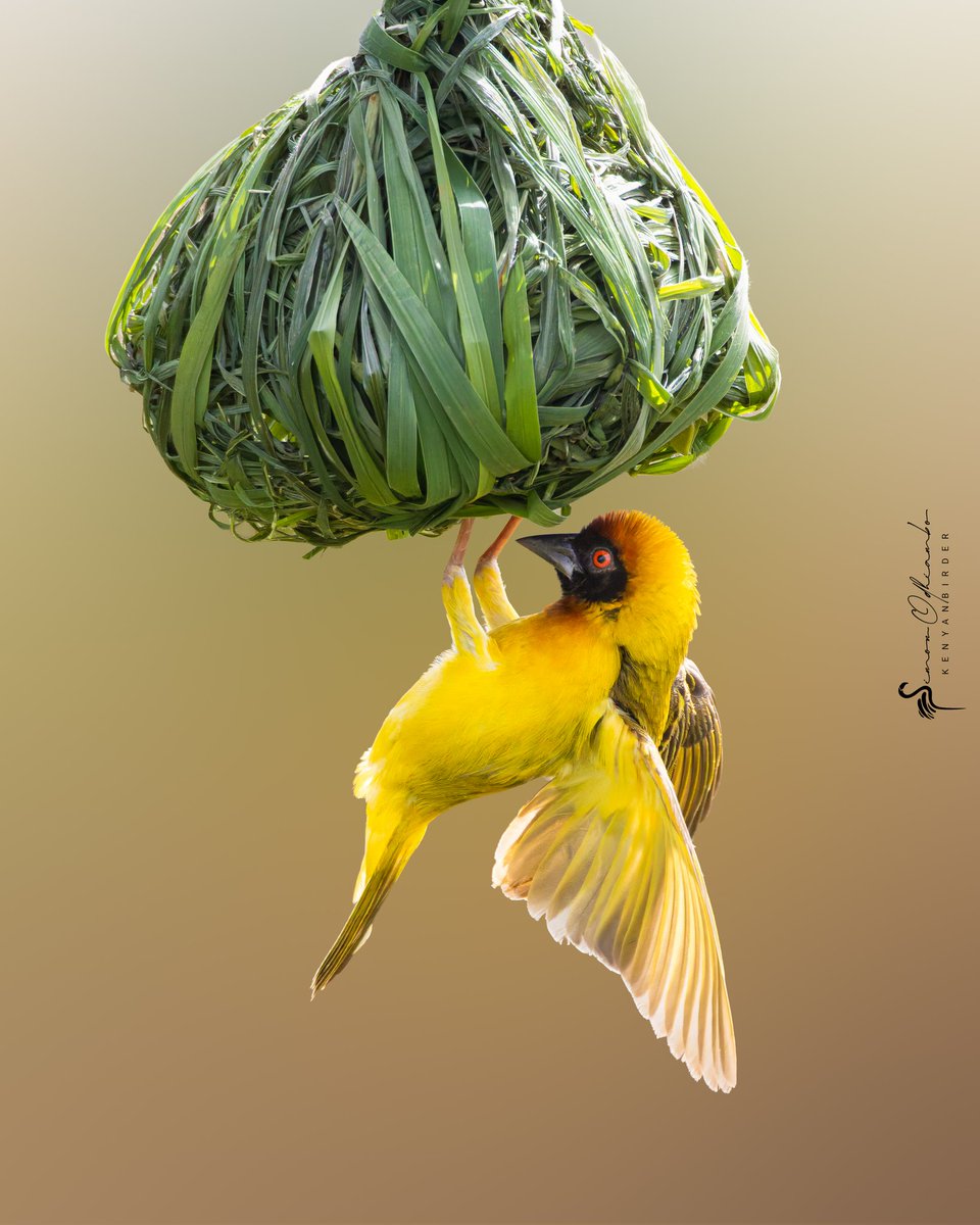 Kenyabirder's tweet image. Vitelline Masked-Weaver in Kirinyaga