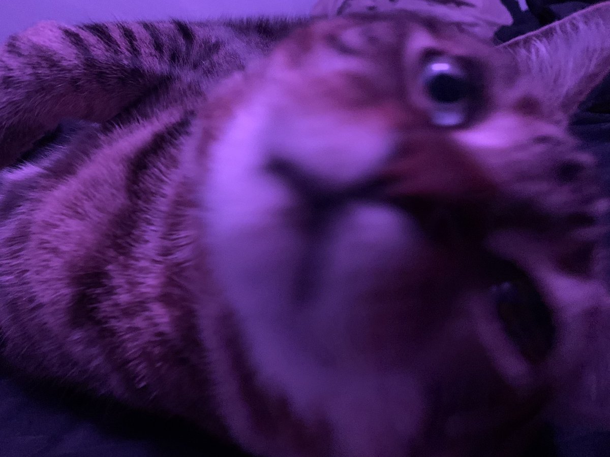 Happy Mortar Cat Monday!!
