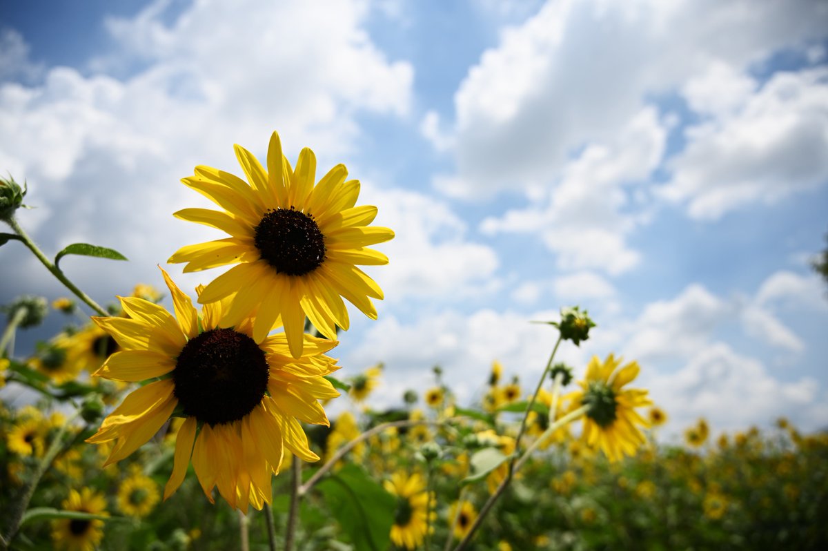 hirottarow's tweet image. #ひまわりの日
#過去pic
