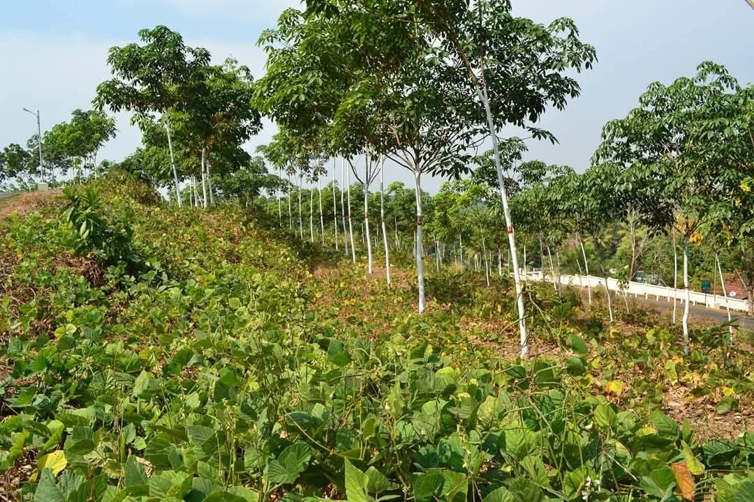 Rubber growers can contact the Rubber Board Call Centre to know about various subsidy schemes of the Board for rubber plantation development. Sri. Manojkumar V., Assistant Development Officer, Rubber Board will answer the queries in this regard on 16 July 2025. Ph. 0481-2576622.