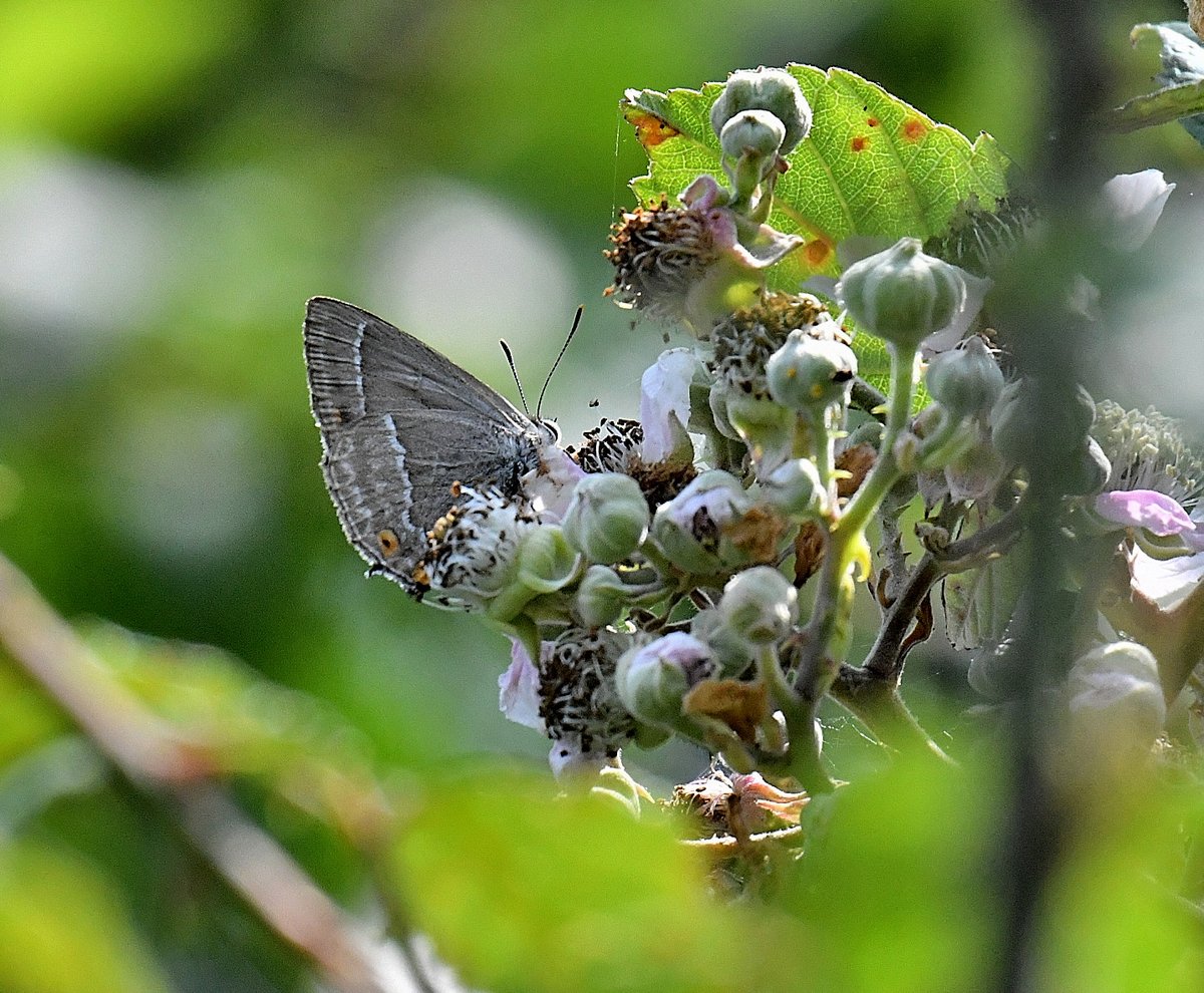 Robert Quadling🦋 (@eastengland2014) on Twitter photo 14/7/25 SWT Carlton Marshes Watching a Purple Hairstreak. <a href="/SWT_NE_Reserves/">Suffolk Wildlife Trust North East Reserves</a> <a href="/suffolkwildlife/">SuffolkWildlifeTrust</a> <a href="/BC_Suffolk/">BC Suffolk Branch</a> 14/7/25 SWT Carlton Marshes Watching a Purple Hairstreak. <a href="/SWT_NE_Reserves/">Suffolk Wildlife Trust North East Reserves</a> <a href="/suffolkwildlife/">SuffolkWildlifeTrust</a> <a href="/BC_Suffolk/">BC Suffolk Branch</a>