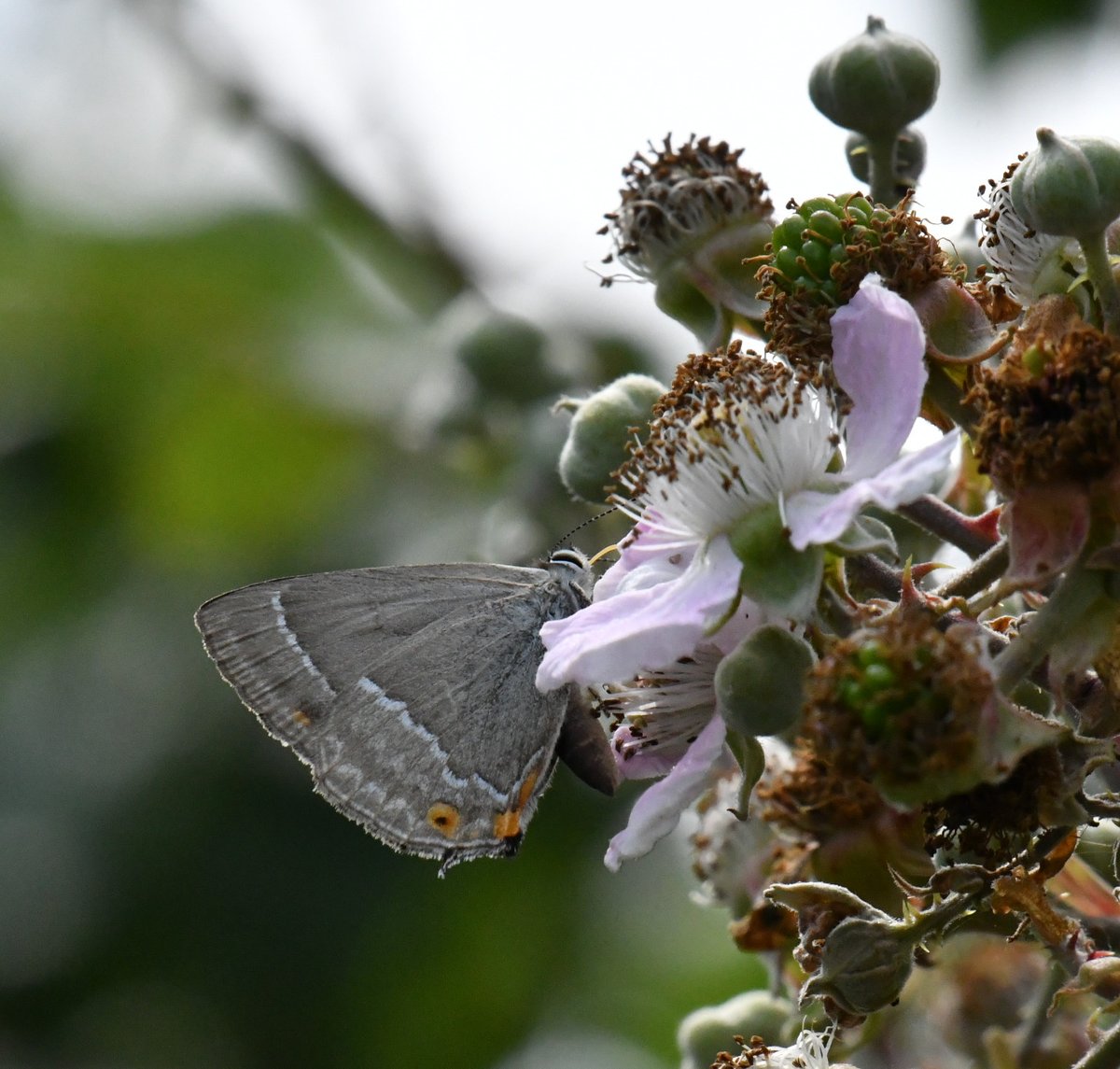 Robert Quadling🦋 (@eastengland2014) on Twitter photo 14/7/25 SWT Carlton Marshes Watching a Purple Hairstreak. <a href="/SWT_NE_Reserves/">Suffolk Wildlife Trust North East Reserves</a> <a href="/suffolkwildlife/">SuffolkWildlifeTrust</a> <a href="/BC_Suffolk/">BC Suffolk Branch</a> 14/7/25 SWT Carlton Marshes Watching a Purple Hairstreak. <a href="/SWT_NE_Reserves/">Suffolk Wildlife Trust North East Reserves</a> <a href="/suffolkwildlife/">SuffolkWildlifeTrust</a> <a href="/BC_Suffolk/">BC Suffolk Branch</a>