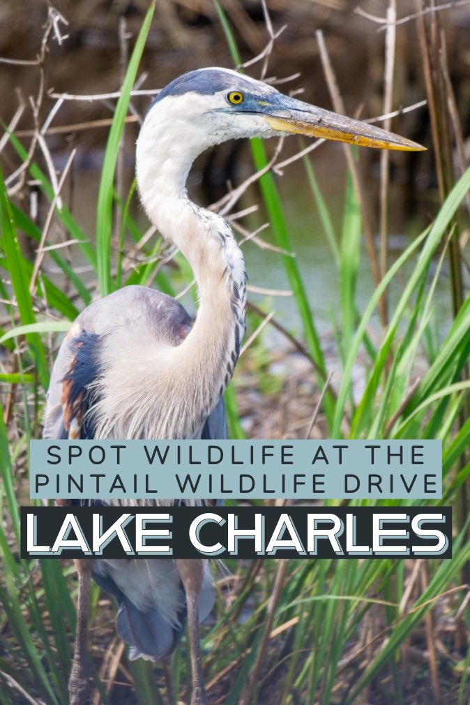 IntrepidEscape's tweet image. My top 10 MUST DO’S in LOUISIANA!! 🇺🇸

4. Spot wildlife at Pintail Wildlife Drive (Lake Charles)

#OnlyLouisiana #MyLouisiana Ad